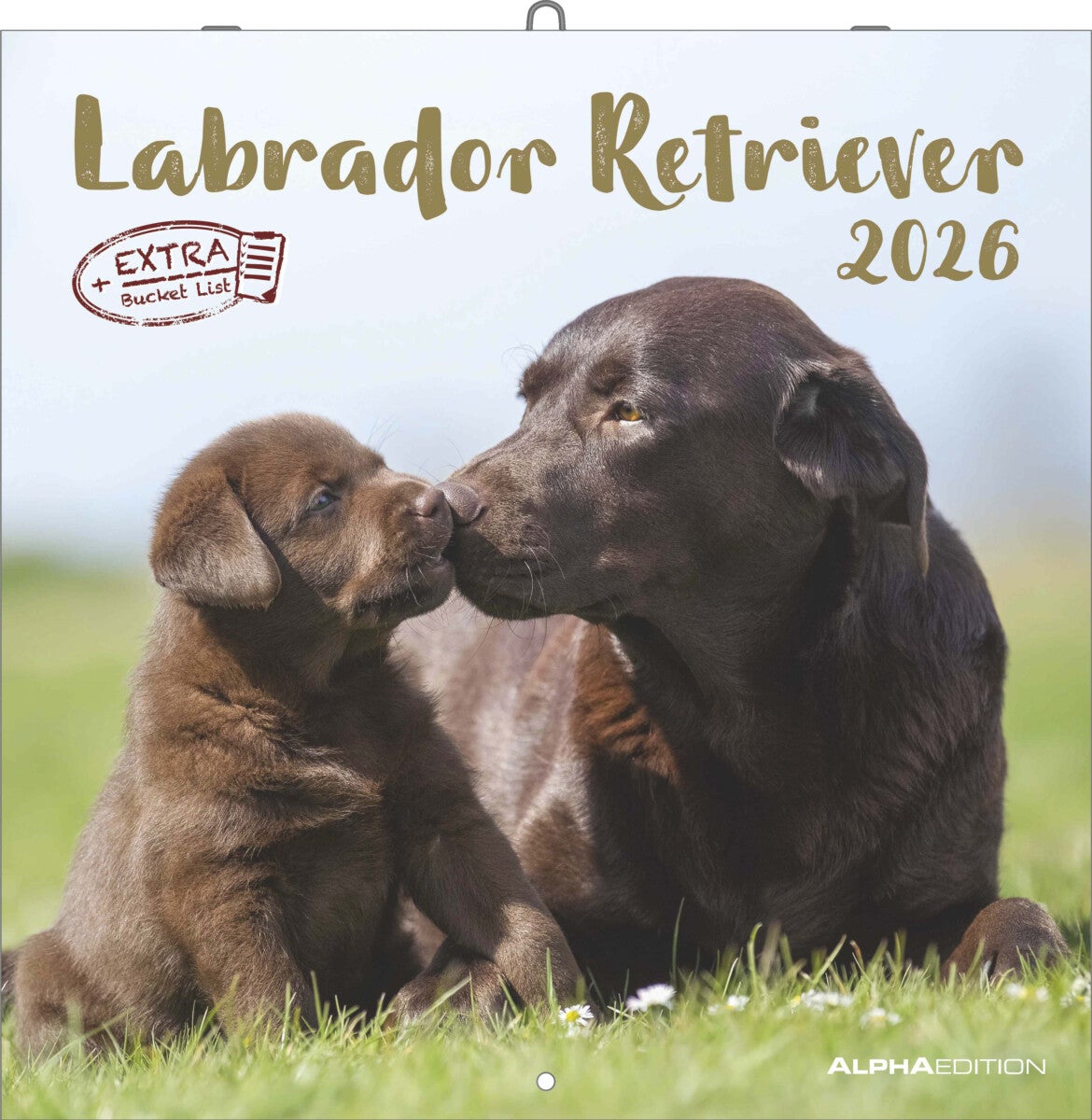Kalender 2026 30x30 Labrador Retriever