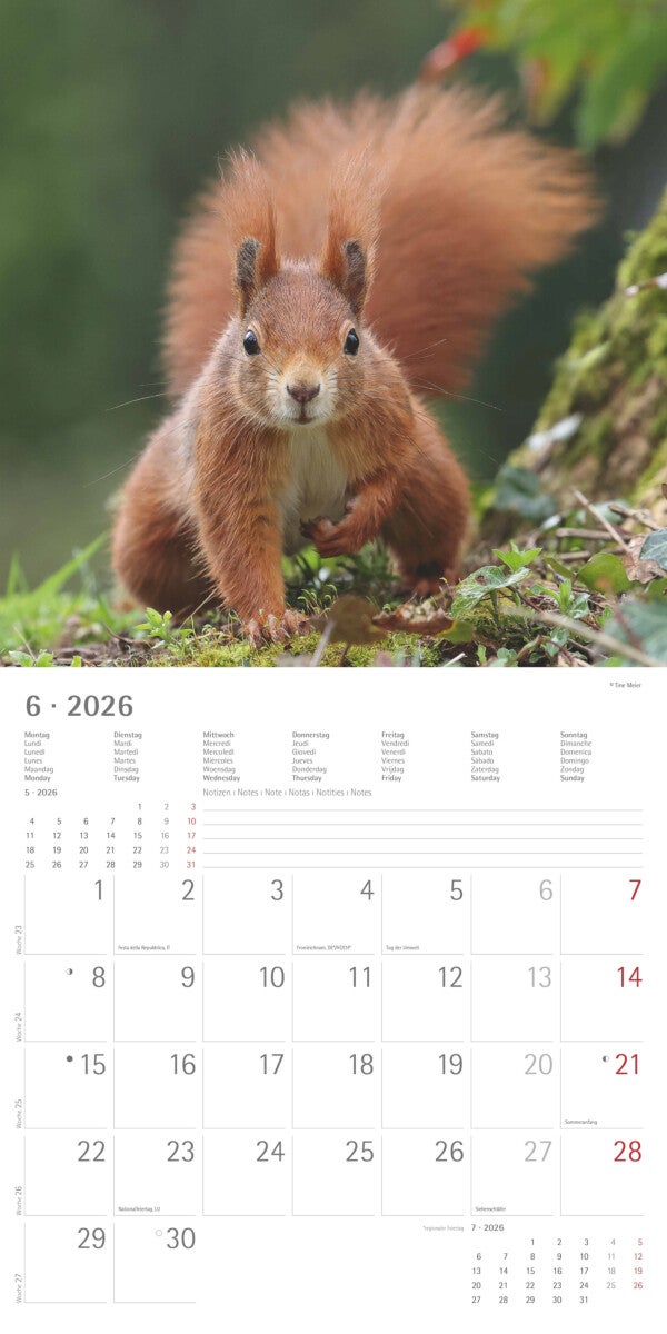 Kalender 2026 30x30 Squirrels