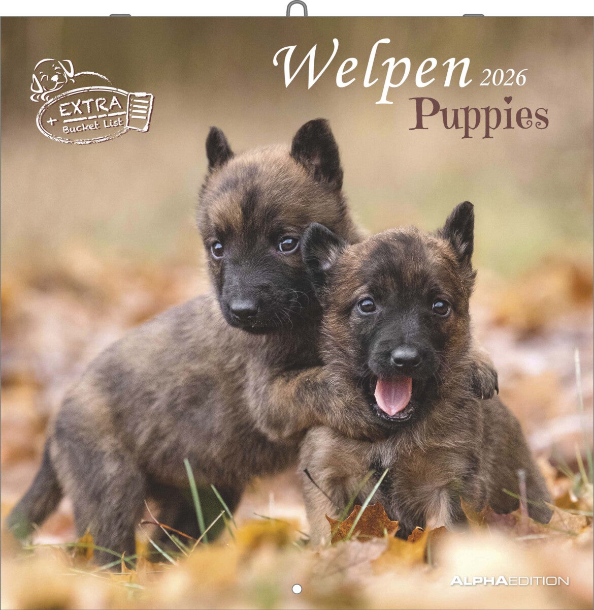 Kalender 2026 30x30 Puppies