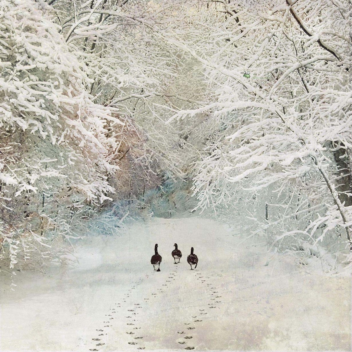 Doble Kort 152x152 "Winter landscapes" Geese Walk