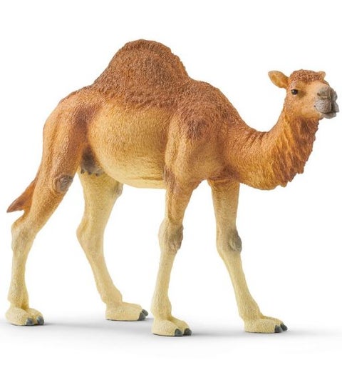 Schleich Dromedar