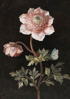 Kort Sköna Ting Anemone