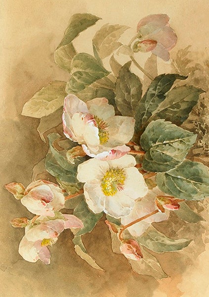 Kort Sköna Ting Nyperoser