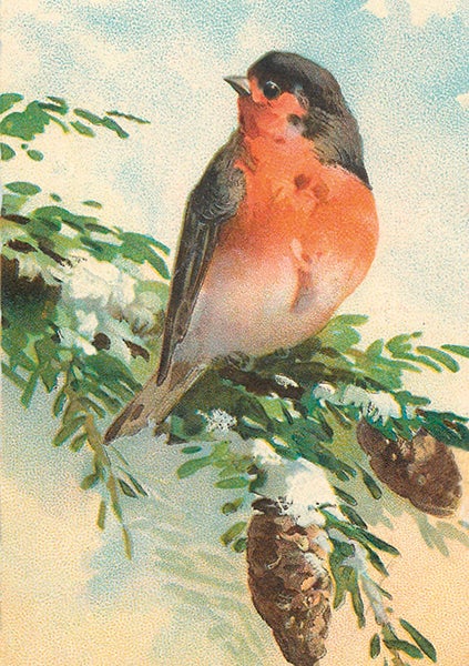 Kort Sköna Ting Dompap