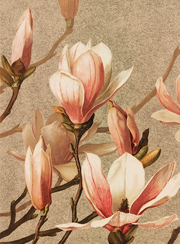 Kort Sköna Ting Magnolia 8,5x11 cm