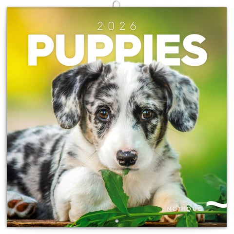 Kalender 2026 30x30 Puppies