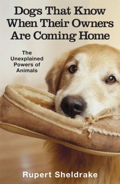 Dogs That Know When Their Owners Are Coming Home - And Other Unexplained Powers of Animals