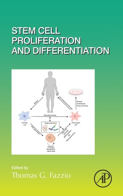 Bilde av Stem Cell Proliferation And Differentiation