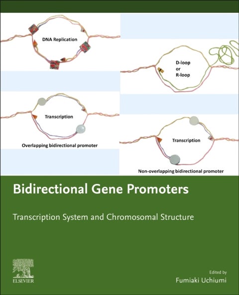 Bidirectional Gene Promoters - Transcription system and chromosomal structure
