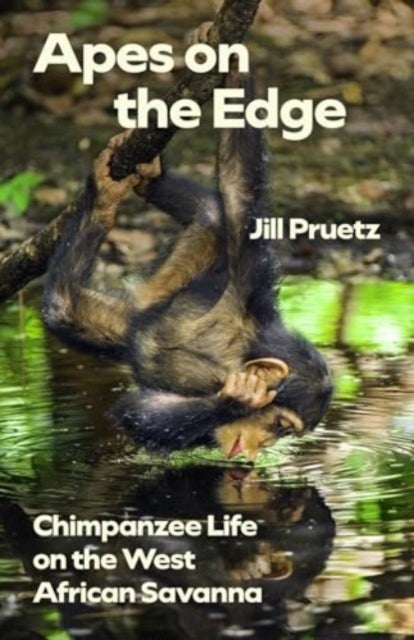 Apes on the Edge - Chimpanzee Life on the West African Savanna