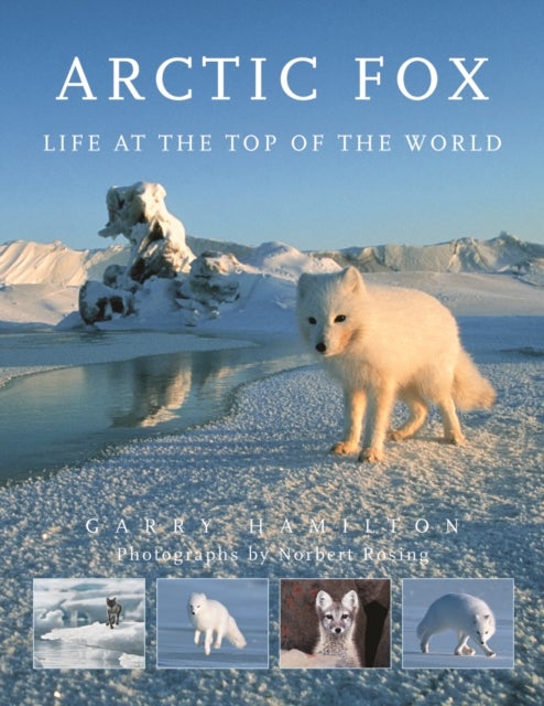 Arctic Fox - Life at the Top of the World