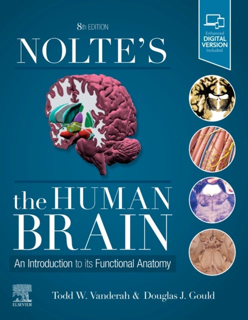 Bilde av Nolte&#039;s The Human Brain Av Todd W. Phd (professor Of Pharmacology Departments Of Neurology And Anesthesiology) Vanderah, Douglas J. (professor De