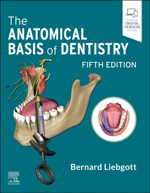 Bilde av The Anatomical Basis Of Dentistry Av Bernard (professor Emeritus Department Of Surgery Division Of Anatomy Faculty Of Medicine Faculty Of Dentistry Un