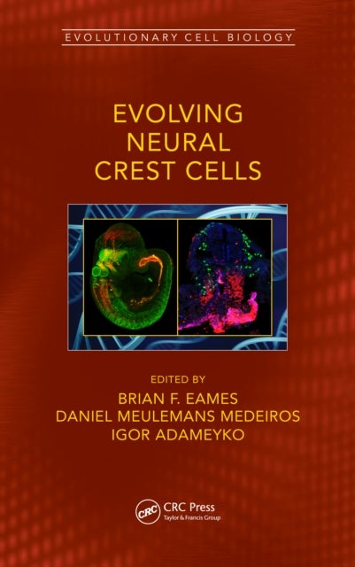 Bilde av Evolving Neural Crest Cells