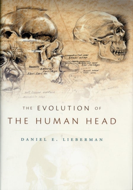 Bilde av The Evolution Of The Human Head Av Daniel E. Lieberman