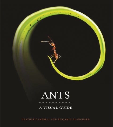 Ants - A Visual Guide