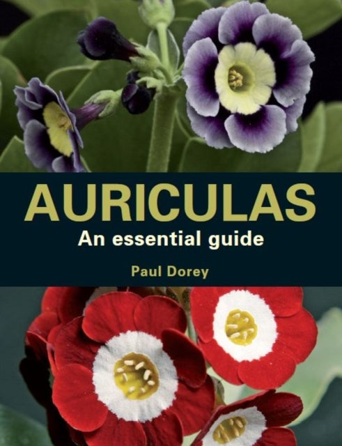 Auriculas - An Essential Guide