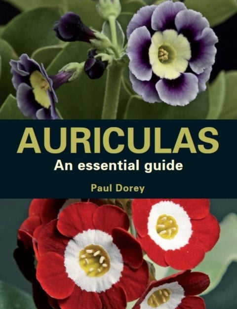 Auriculas - An Essential Guide
