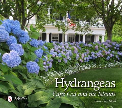 Hydrangeas - Cape Cod and the Islands