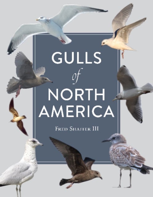 Bilde av Gulls Of North America Av Fred Shaffer