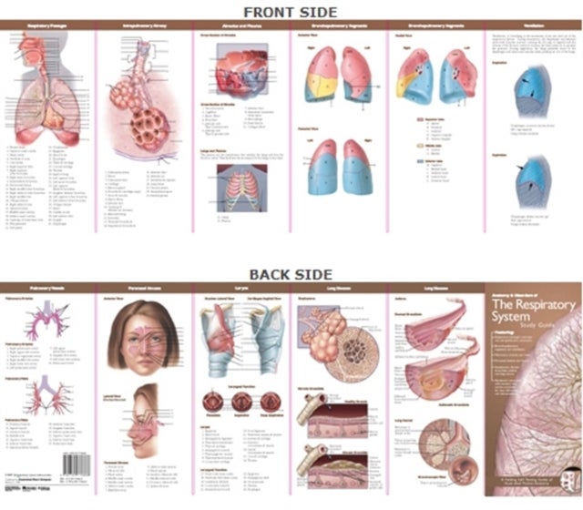Anatomical Chart Company's Illustrated Pocket Anatomy: Anatomy & Disorders of The Respiratory System - Anatomy & Disorders of The Respiratory System Stud
