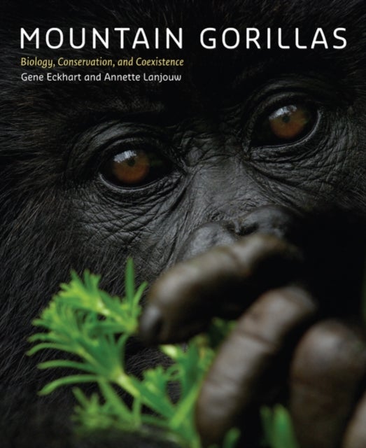 Bilde av Mountain Gorillas Av Gene Eckhart, Annette (director Great Apes Program Arcus Foundation) Lanjouw