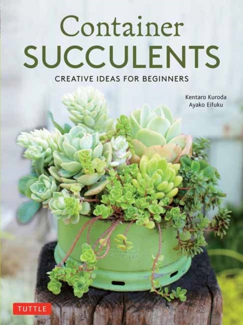 Container Succulents - Creative Ideas for Beginners