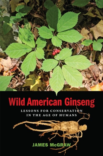 Wild American Ginseng - Lessons for Conservation in the Age of Humans
