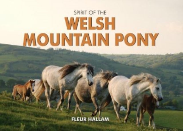 Bilde av Spirit Of The Welsh Mountain Pony Av Fleur Hallam
