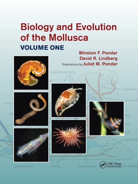 Bilde av Biology And Evolution Of The Mollusca, Volume 1 Av Winston Frank Ponder, David R. (university Of California Usa) Lindberg, Juliet Mary Ponder