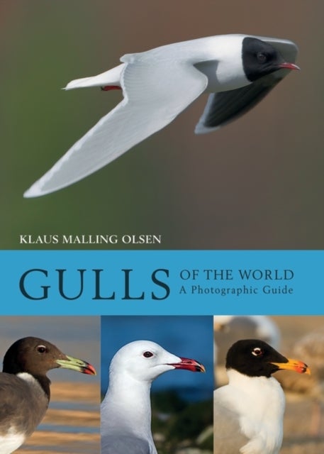 Gulls of the World - A Photographic Guide