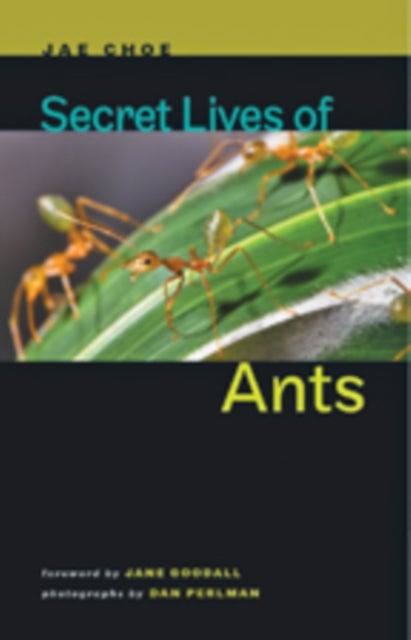 Bilde av Secret Lives Of Ants Av Jae (director Natural History Museum Director Institute Of Ecoscience) Choe