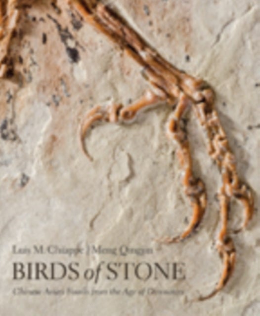 Bilde av Birds Of Stone Av Luis M. (curator And Director Natural History Museum Of Los Angeles County) Chiappe, Meng Qingjin