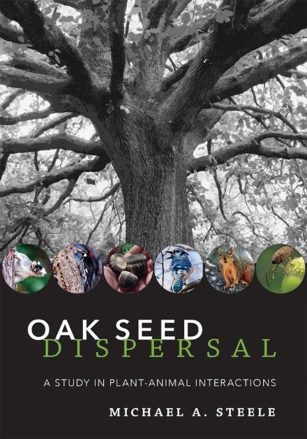 Bilde av Oak Seed Dispersal Av Michael A. (wilkes University) Steele
