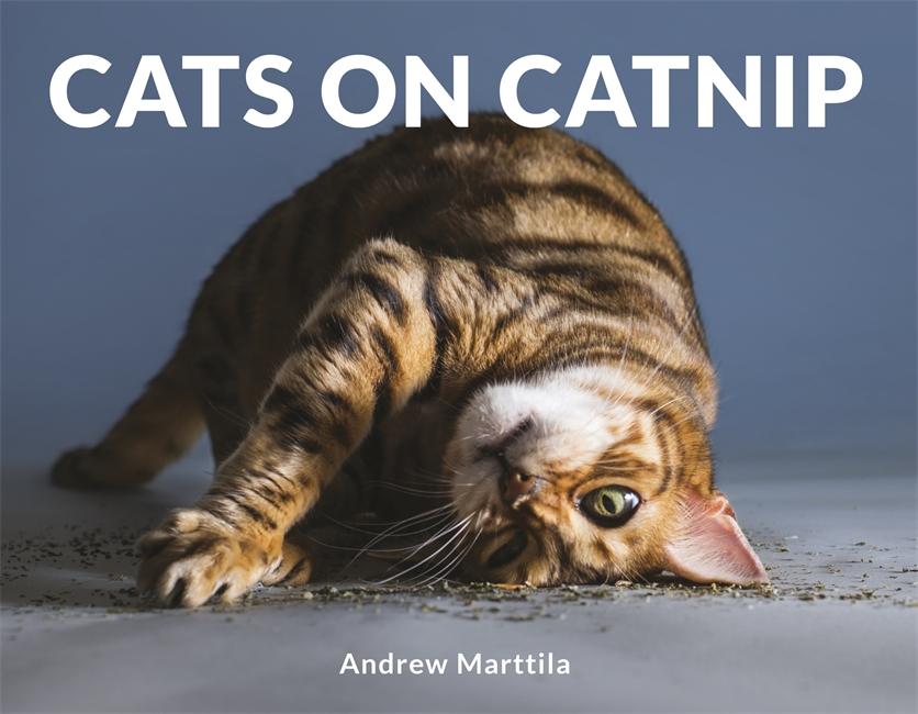 Bilde av Cats On Catnip Av Andrew Marttila