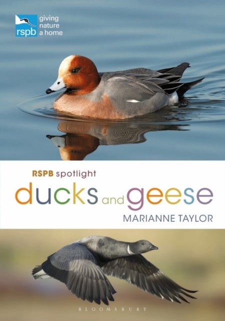 Bilde av Rspb Spotlight Ducks And Geese Av Marianne Taylor