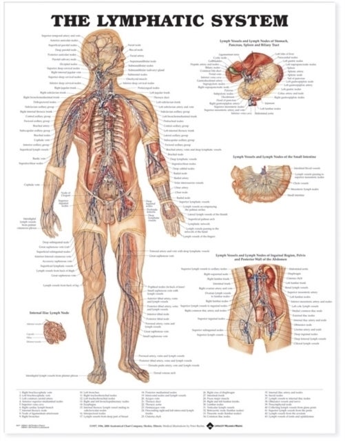 Bilde av The Lymphatic System Anatomical Chart