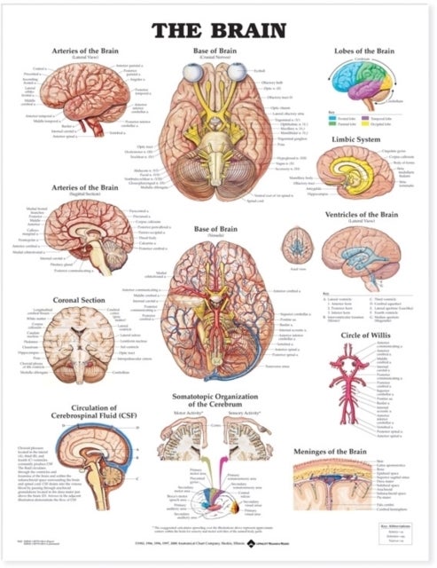 The Brain Anatomical Chart - --