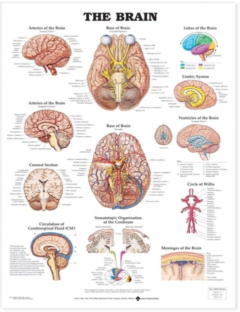 The Brain Anatomical Chart - --