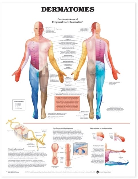 Dermatomes Anatomical Chart - --