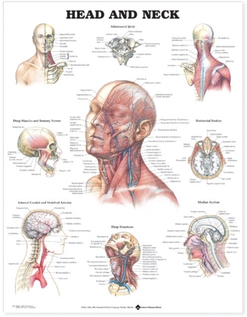 Bilde av Head And Neck Anatomical Chart