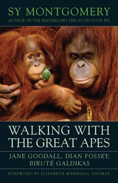 Bilde av Walking With The Great Apes Av Sy Montgomery