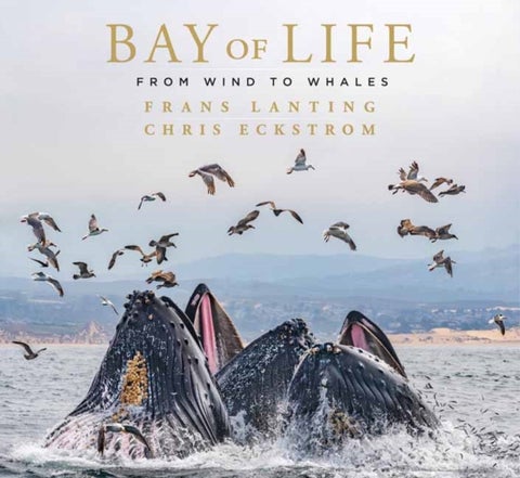 Bay of Life - From Wind to Whales