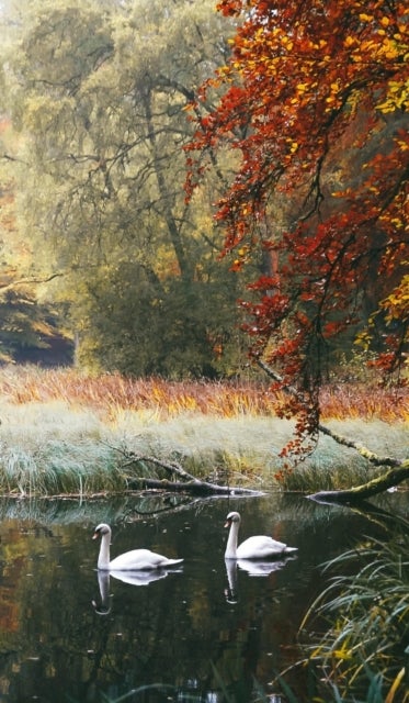 Swans of Faskally - Scotland