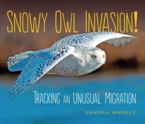 Snowy Owl Invasion! - Tracking an Unusual Migration