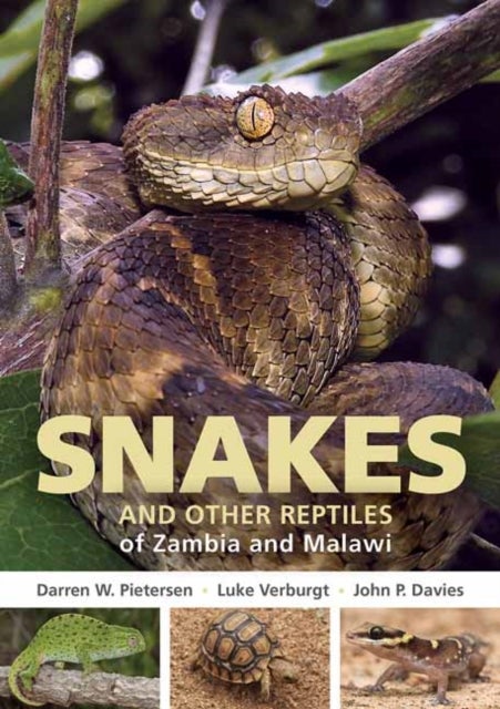 Bilde av Field Guide To Snakes And Other Reptiles Of Zambia And Malawi Av Darren W. Pietersen, Luke Verburgt