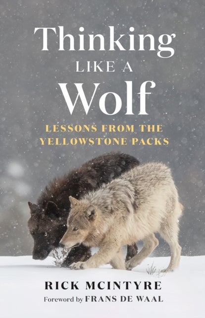 Thinking Like a Wolf - Lessons From the Yellowstone Packs