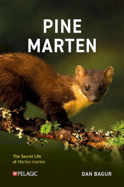 Pine Marten - The Secret Life of Martes martes