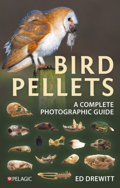 Bird Pellets - A Complete Photographic Guide