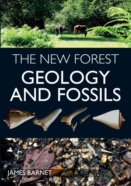 The New Forest - Geology and Fossils